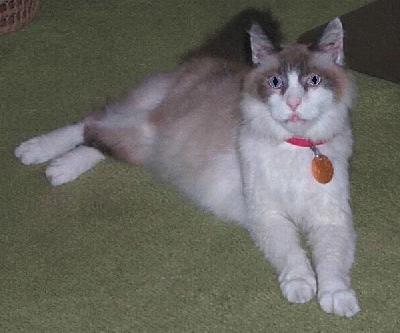 dix_fluffy.jpg