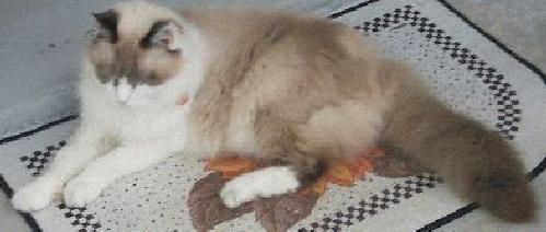 fluffer2.jpg