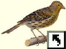 foto_12_1_mar_01_canary.jpg