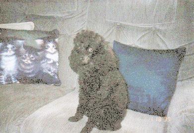 she-she_dog_page