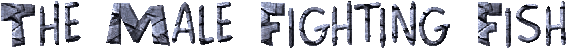 word_fighting_fish.gif