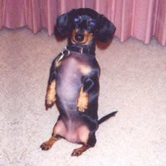 zipper_standing.jpg